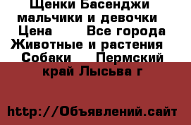 Щенки Басенджи ,мальчики и девочки › Цена ­ 1 - Все города Животные и растения » Собаки   . Пермский край,Лысьва г.